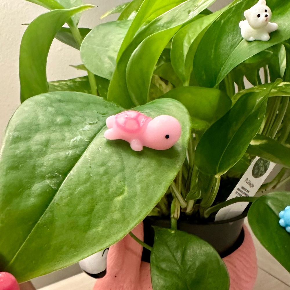 🍃10 pack PLANT MAGNETS!🍃 - Picture 4 of 16